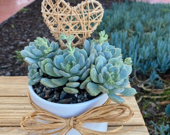 Succulent rosette cluster  potted in white cylinder, valentine gift plant, free shipping