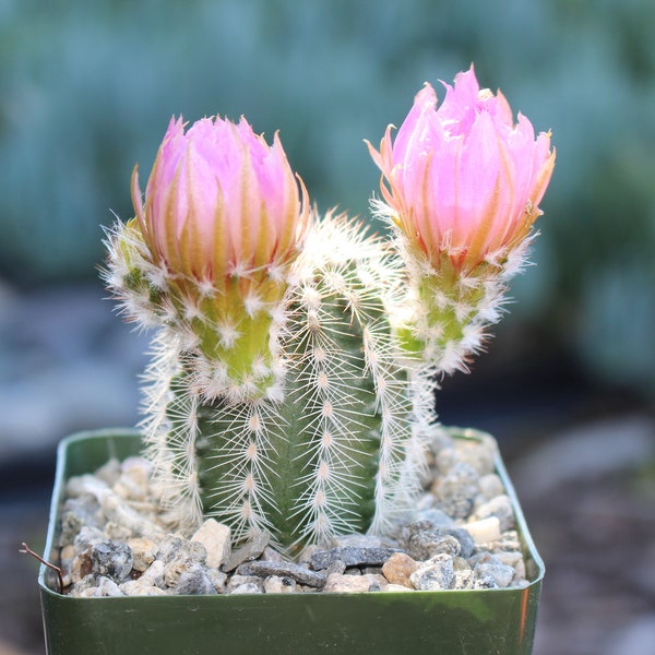 Echinocereus Reichenbachii Albispinus Cactus Plant