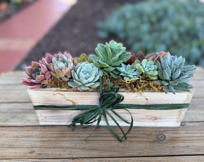Live Succulent Rosette Planter, 4"x 12 “ Wash Wood Box, Gift