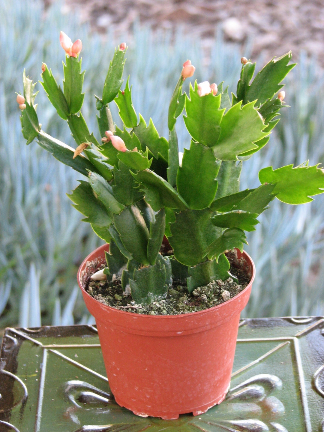 Christmas Cactus Plant Schlumbergera 4 Inch Pot Etsy