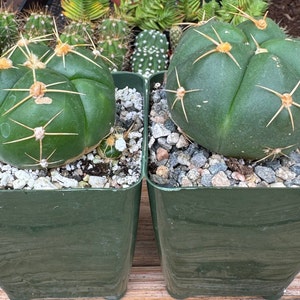 Gymnocalycium Horsti Cactus Plant