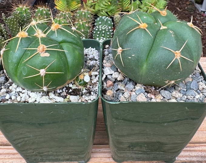 Gymnocalycium Horsti Cactus Plant