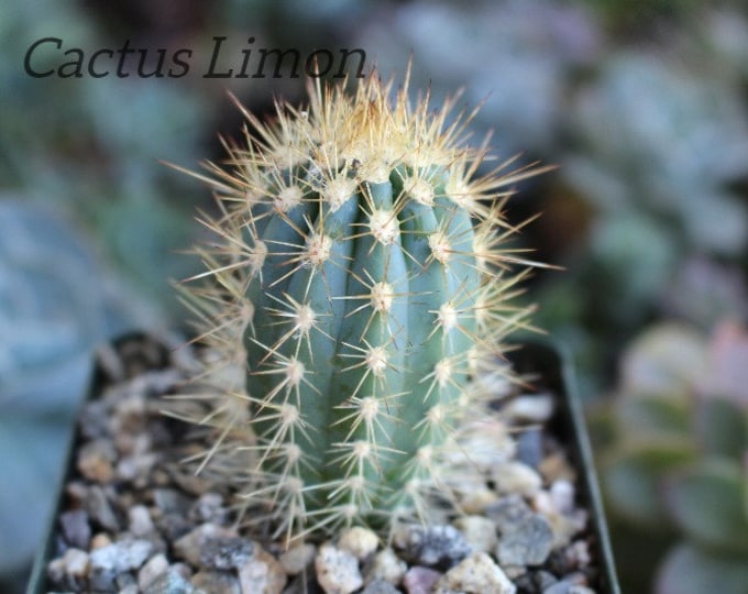 Pilocereus Azureus Blue Column Cactus Plant