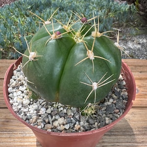 Gymnocalycium Horsti large Cactus Plant