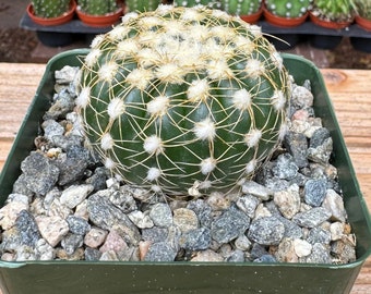 Notocactus Ueblemannious Cactus Plant