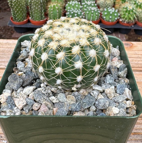 Notocactus Ueblemannious Cactus Plant - Etsy