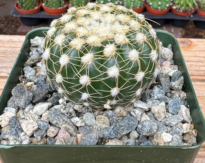 Notocactus Ueblemannious Cactus Plant