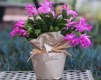 Christmas Cactus Plant PINK Flowers, Schlumbergera , Free shipping Nov 12