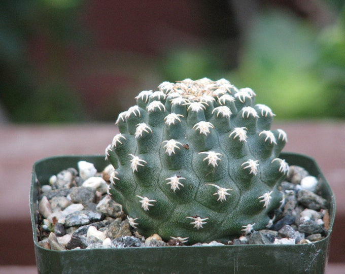Pygmaocereus Bieblii Cactus Plant