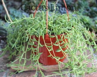 Hanging String of Bananas Seneccio Radicans Succulent Plant New Crop