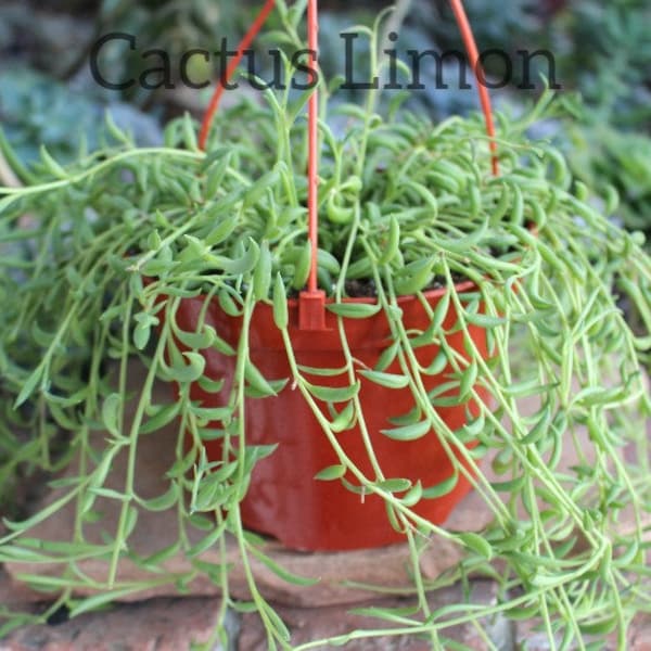 Hanging String of Bananas Seneccio Radicans Succulent Plant New Crop