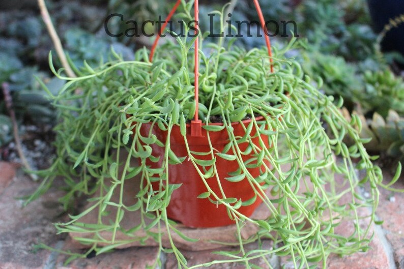 Hanging String of Bananas Seneccio Radicans Succulent Plant New Crop image 1