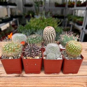 May include: Six small potted cactus plants in brown pots. The cactus plants are a variety of shapes and sizes, including a round cactus with white spines, a tall cactus with green spines, and a small cactus with white spines.