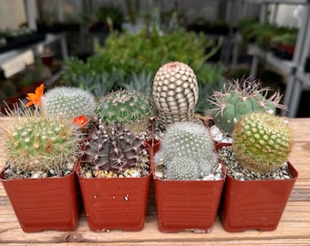 10 Assorted Mini Potted Cactus Plants, Party Favors