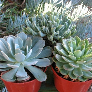 Echeveria 3 Rosettes Succulent Plants