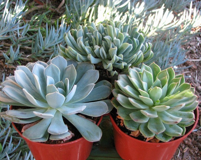 Echeveria 3 Rosettes Succulent Plants