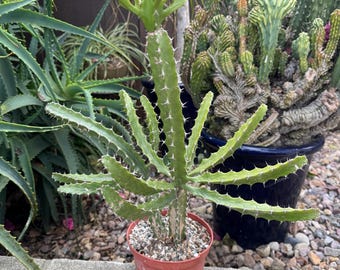 spa cactus lemon Lemon Ball Cactus main image 0