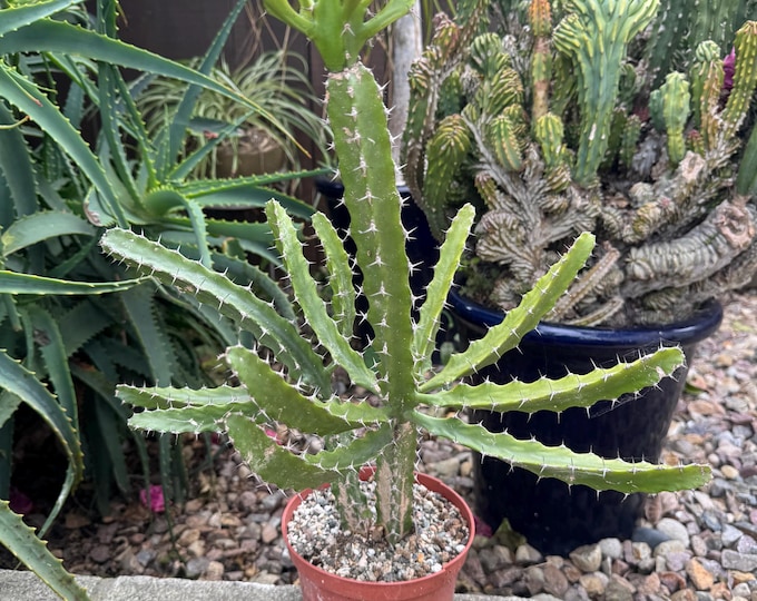Euphorbia Acurensis Candelabra Large Branched 2-3 stalks Succulent Plant