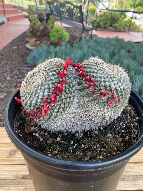 How to grow cacti - five easy steps - The English Garden