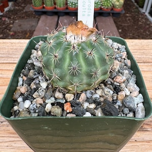 Parodia Oculta Cactus Plant
