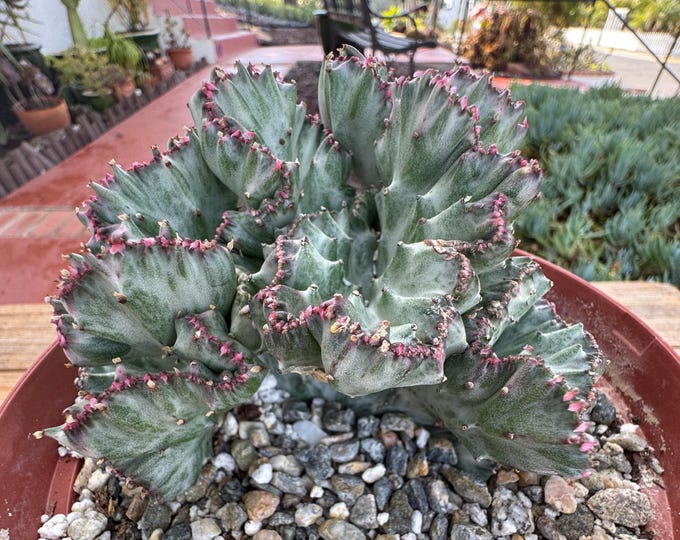 Lactea Crest White Succulent exotic plant