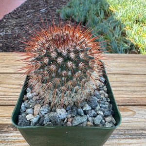 Planta de cactus Mammillaria Spinossisima