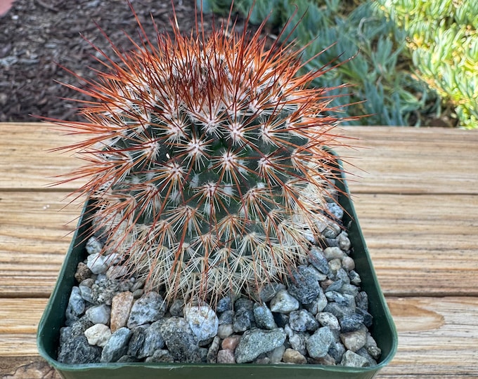 Mammillaria Spinossisima Cactus Plant