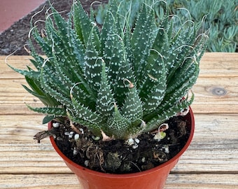 Hawothia Aristata Succulent Plant