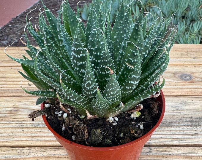 Hawothia Aristata Succulent Plant