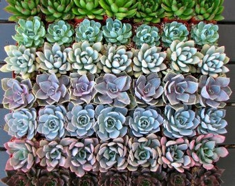 100 Premium Succulent Rosettes for Events and Weddings