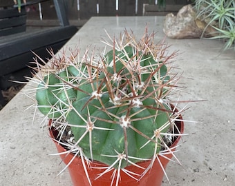 Clumping melocactus Cactus Plant