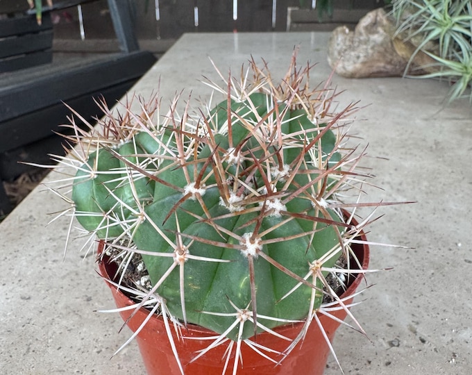 Clumping melocactus Cactus Plant