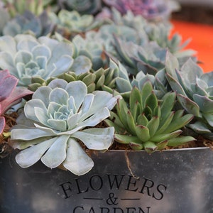 May include: A galvanized metal planter with a variety of succulents, including green, gray, and purple varieties. The planter has a black label that reads "FLOWERS & GARDEN".
