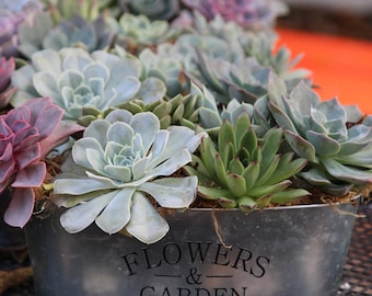 Succulent Garden Rosettes Flower and Garden Container