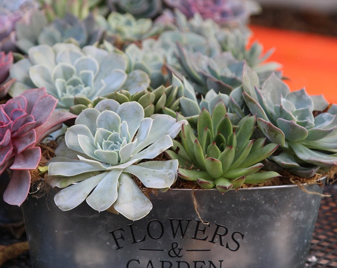 Succulent Design Studio