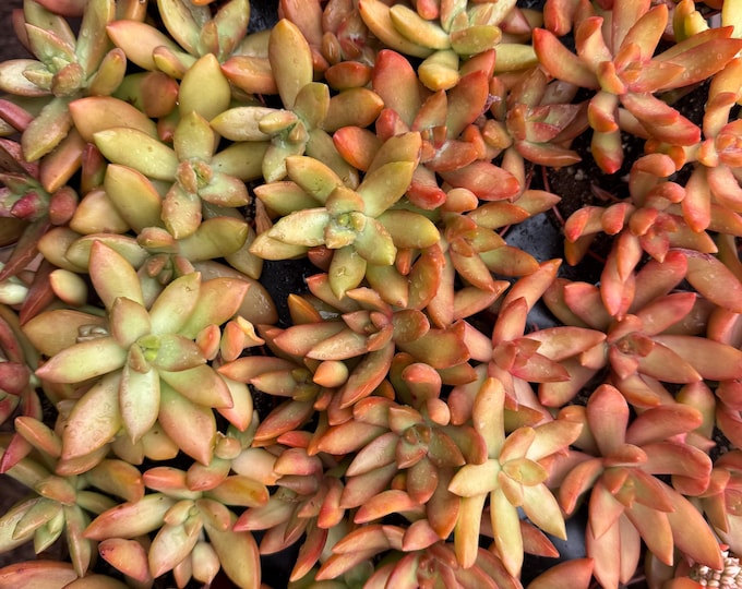Duo Orange Flame Succulent Plant and Flap Jack