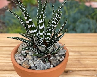 Zebra Plant, Mini Succulent in 2 Inch Clay Pot