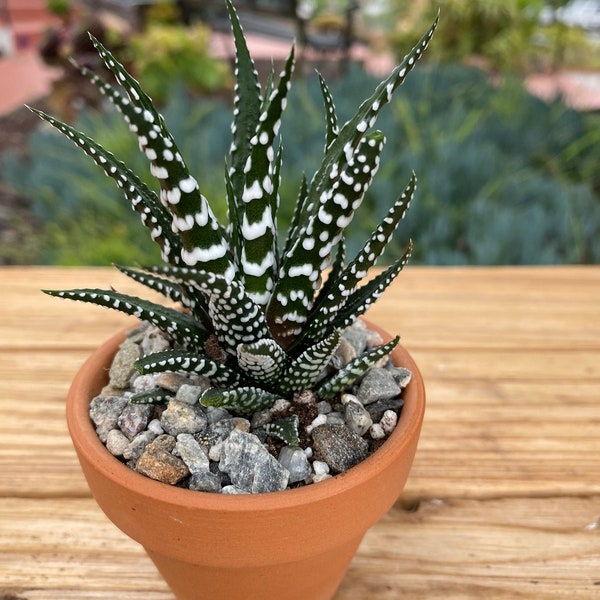 Mini succulent plant potted, zebra plant in a 2 inch clay pot, gift plant