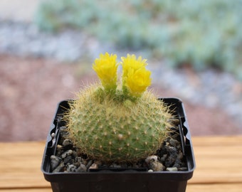 Notocactus Graessneri Cactus Plant