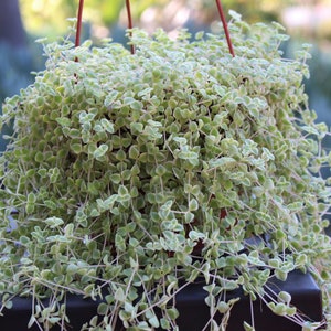 Hanging Angels Hair Succulent Crassula Pellucida Variegated Plant NEW CROP5