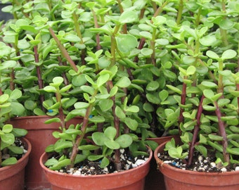 Portulacaria  Elephant Bush Succulent Plant