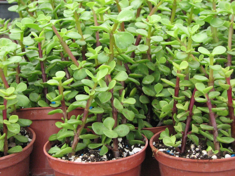 May include: Close-up of a group of small potted succulent plants with green leaves and red stems. The plants are in brown terracotta pots.