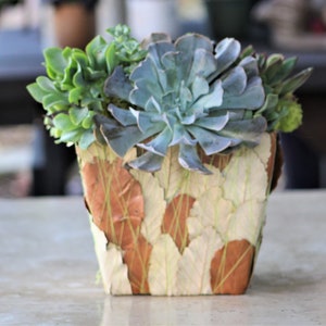 Succulent Arrangement, Live succulents decorated leaf container Planter, Holiday Gift, Tabletop decor, Housewarming Gift