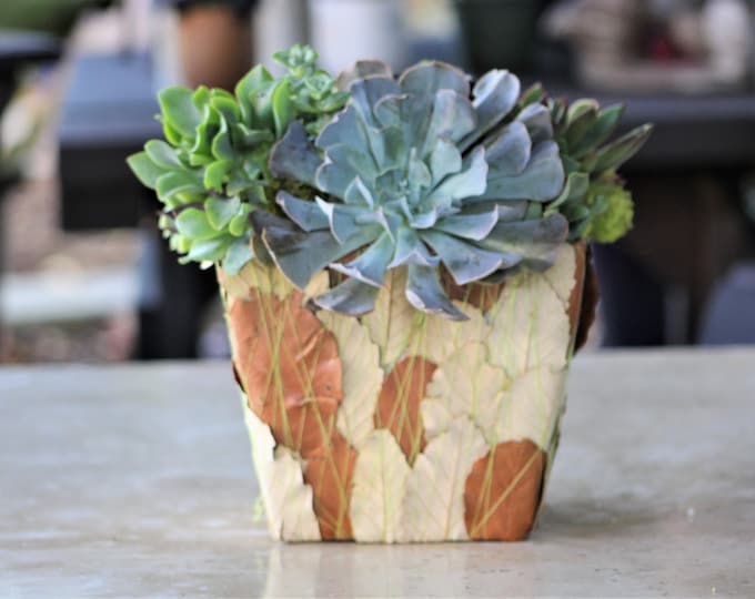 Live Succulent Arrangement, Leaf Container Planter, Housewarming Gift