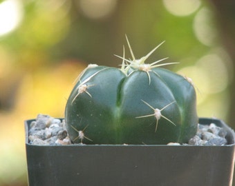 Gymnocalycium Horsti Cactus Plant