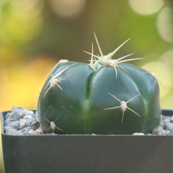 Gymnocalycium Horsti Cactus Plant