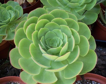 Aeonium  Urbicum Saucer Plant Succulent