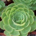 see more listings in the Succulent  Plants section