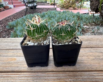 Echinofossulocactus  mini Cactus Plant in 2 inch pot