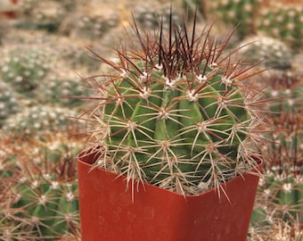MeloFerrophilus Cactus Plant